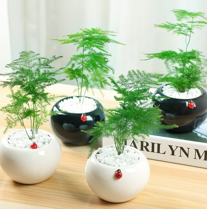  4. Tình yêu bền chặt: Khi đặt cây cảnh vân phiến trúc trong phòng ngủ mang ý nghĩa vĩnh cửu, bất biến, tượng trưng cho tình yêu vợ chồng bền chặt, tình yêu hòa thuận, tình yêu vĩnh cửu.