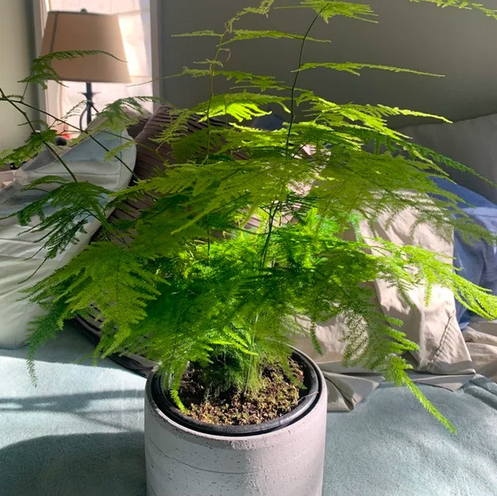 br/> 5. Điều hòa tinh thần, thanh lọc không khí: Đặt vân phiến trúc trong bếp và phòng khách có thể nâng cao thành tựu văn hóa, điều hòa tinh thần trầm cảm và rất có lợi cho sức khỏe con người. 