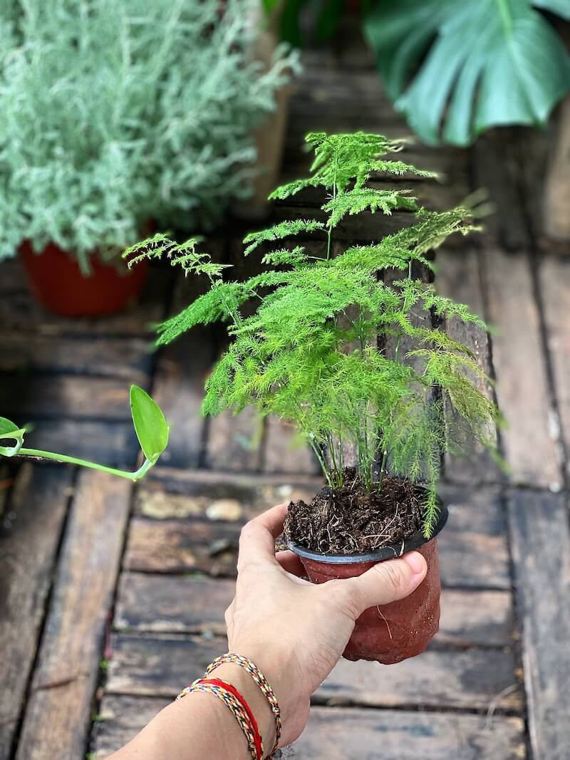 Vân phiến trúc là một loại thảo mộc lâu năm có thân cây xanh cứng, nếu trong môi trường tự nhiên và đầy đủ điều kiện có thể tăng tưởng đến chiều cao vài mét. Dĩ nhiên trong môi trường trong nhà và điều kiện chăm sóc bình thường, cây sẽ lớn rất chậm và giữ dáng nhỏ bé nhiều năm.