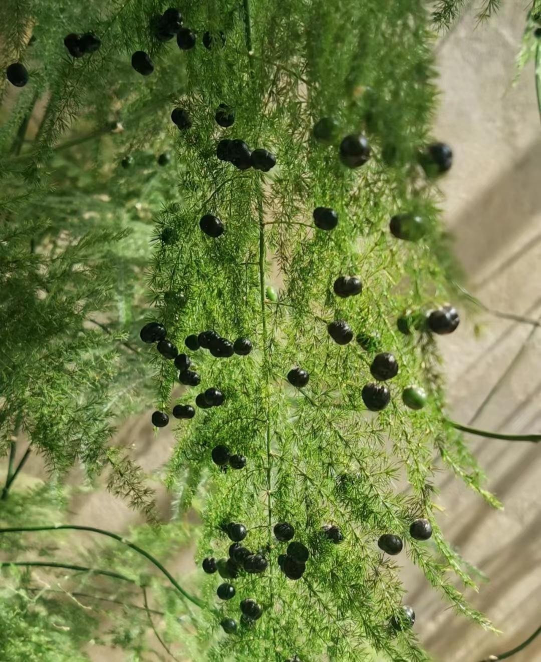 br/> 6. Bình yên, an nhiên: Mang tên "trúc", cây cảnh này mang ý nghĩa bình yên. Tại cửa hàng, bạn có thể đặt cây cảnh này để đem lại sự yên ổn, làm ăn sinh lời cho việc kinh doanh.