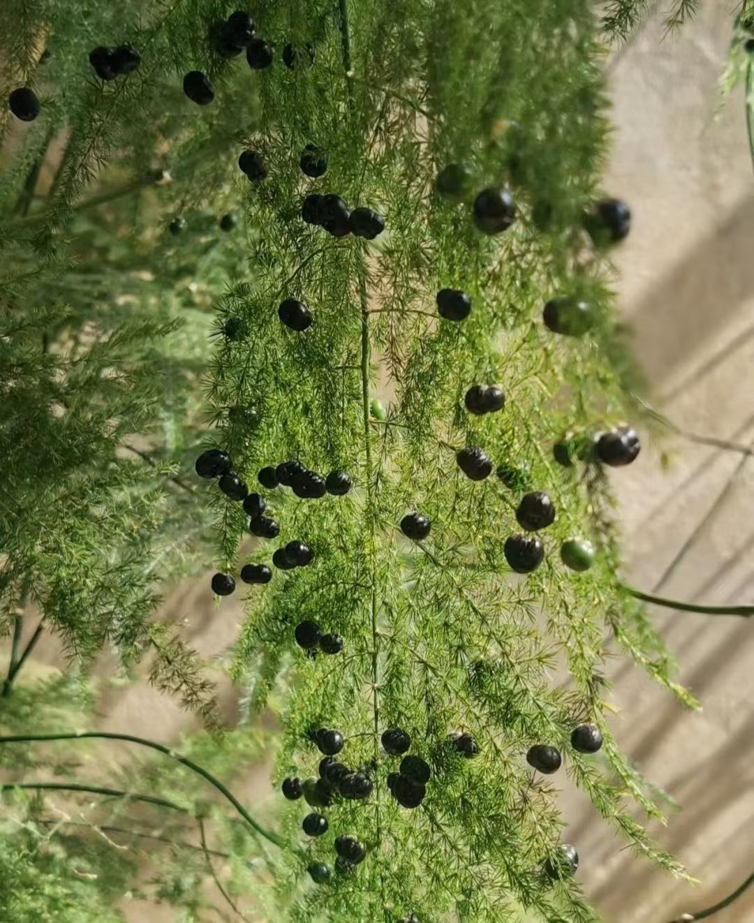 br/> 6. Bình yên, an nhiên: Mang tên "trúc", cây cảnh này mang ý nghĩa bình yên. Tại cửa hàng, bạn có thể đặt cây cảnh này để đem lại sự yên ổn, làm ăn sinh lời cho việc kinh doanh.