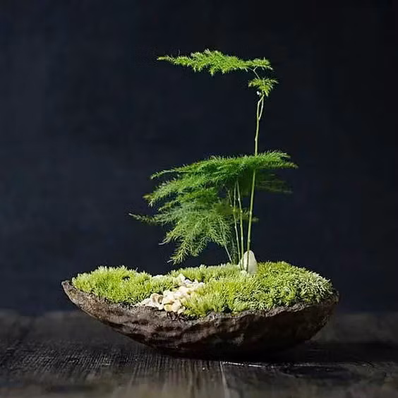  1. Vẻ đẹp của tri thức: Vẻ đẹp sang trọng của cây cảnh này phù hợp với không khí học thuật của nghiên cứu, trí thức, giàu văn chương chữ nghĩa. Mùi thơm của cây cảnh này cũng có lợi cho sức khỏe gan của con người và còn có thể điều chỉnh cảm xúc. 