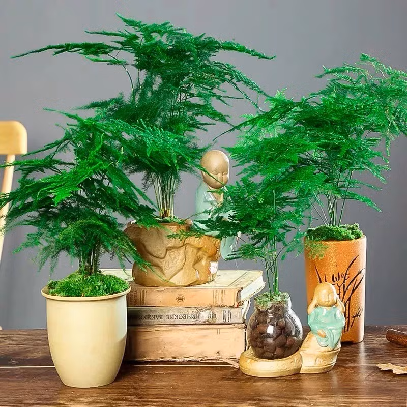 br/> Cây cảnh này có các lá kim nhỏ li ti, dài tối đa 7mm và đường kính khoảng 0,1mm tạo thành tán lá hình cây thông rất đẹp. Một thân có thể tạo ra đế 15 tán lá như những bàn tay xanh xinh xắn.