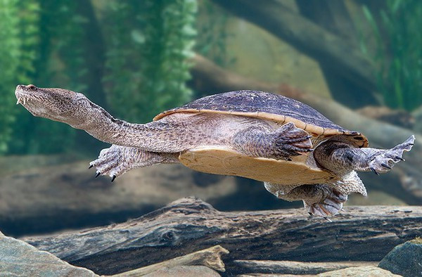  Ngoài ra, chúng thở bằng túi hậu môn đặc biệt. Sau khi ở dưới nước một thời gian dài, một số loài rùa thậm chí còn mọc rất nhiều tảo trên cơ thể.