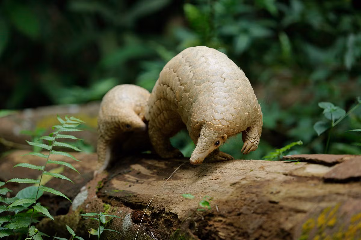  Tê tê thường có thời gian mang thai từ 69-150 ngày và mỗi lần mang thai chỉ sinh một con. Tê tê mới sinh ra sẽ có lớp vảy khá mềm mại nhưng theo thời gian lớp vảy này nhanh chóng cứng lại.