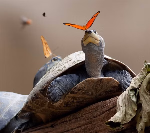  2. Bướm nhiệt đới uống nước mắt cá sấu: Vào tháng 12 năm 2013, hành khách trên một chiếc thuyền đi trên sông Puerto Viejo ở Costa Rica đã nhìn thấy một cảnh tượng kỳ lạ: một con bướm Julia và một con ong uống nước từ mắt cá sấu caiman trong hơn 15 phút. 