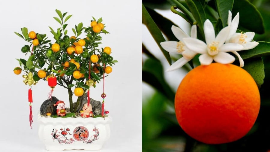  Cây quất: Cây quất cho hoa thơm trái chín vàng ươm biểu trưng cho vàng ngọc phúc lộc. Màu vàng của quất chín còn biểu trưng cho sự cát tường an lành. 