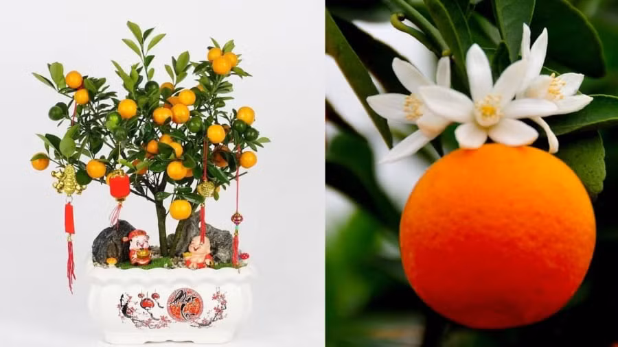  Cây quất: Cây quất cho hoa thơm trái chín vàng ươm biểu trưng cho vàng ngọc phúc lộc. Màu vàng của quất chín còn biểu trưng cho sự cát tường an lành. 