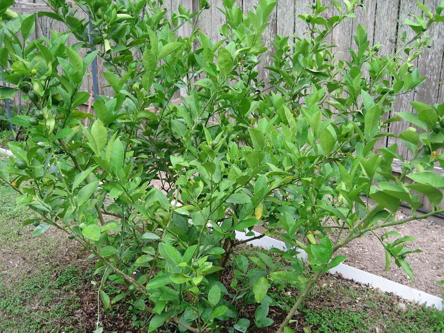 Bạn có thể trồng chanh vàng hoặc chanh xanh tùy sở thích. Cây chanh có thể trồng ở sân vườn trước nhà hoặc trồng trong chậu để ban công, cửa sổ, trước thềm nhà. 