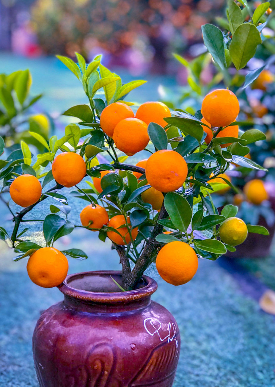  Cây cảnh này có thể ngắm lá, thưởng hoa, ăn quả. Quất có thể dùng làm gia vị, làm nước giải khát, làm thuốc chữa ho cực kỳ hiệu quả. Bạn nên trồng trong nhà, ngoài vườn một cây quất. Cây cảnh này không chỉ có thể cải thiện phong thủy ngôi nhà của bạn, cho bạn cảnh đẹp, ý vui mà còn làm dịu cơn khát của bạn.