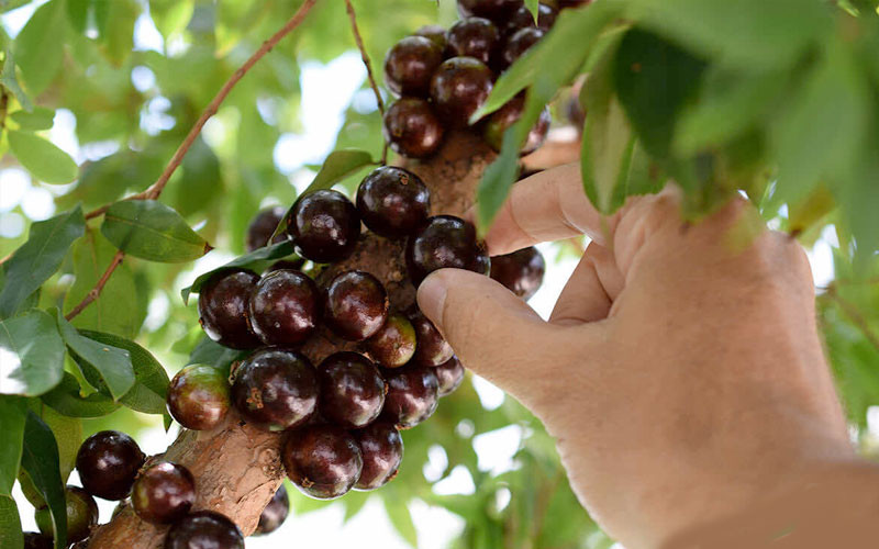  Chùm nho lúc lỉu nhiều quả biểu trưng cho sự sum vầy thịnh vượng may mắn. Gieo một hạt nho sẽ cho ra hàng vạn quả, tượng trưng cho một loại sức sống bền bỉ, sức sống mãnh liệt, do đó cũng tượng trưng cho sự nghiệp phát đạt.