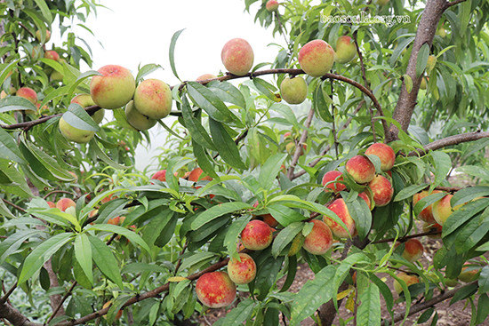  Cây đào còn tượng trưng cho sự may mắn, người ta thường nói hoa đào không chỉ tượng trưng cho hôn nhân tốt đẹp mà còn tượng trưng cho sự nghiệp thành công.