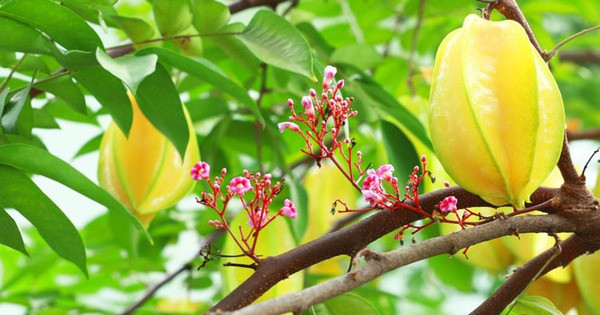  Cây khế: Cây khế là loại cây dân dã quen thuộc với người Việt và ngày nay được trồng làm cây cảnh phong thủy. Cây khế cho những chùm hoa tím nhỏ xinh thơ mộng và rất sai hoa. Quả khế chín vàng lúc lỉu trên cành như những thỏi vàng. 