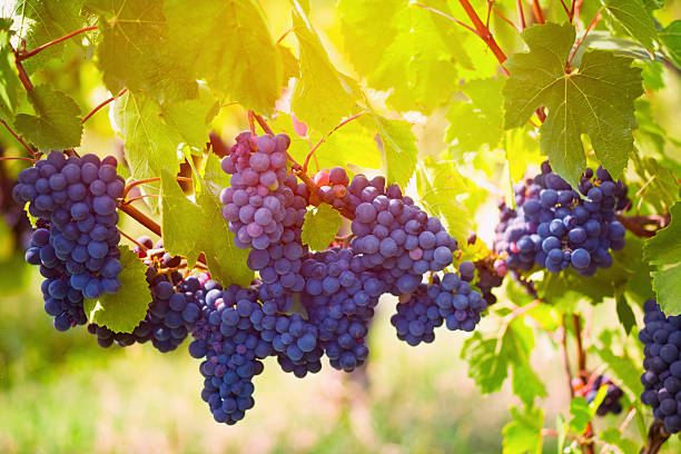 Nho cũng là biểu tượng cho con cái tốt lành. Trong đời sống hàng ngày nho cũng là trái cây tốt cho sức khỏe phụ nữ. Nho mọc vào mùa xuân, lớn vào mùa hè, trưởng thành vào mùa thu và ủ rượu vào mùa đông, thật tuyệt nên trồng nho bạn sẽ có 4 mùa tươi vui.