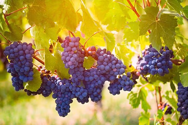 Nho cũng là biểu tượng cho con cái tốt lành. Trong đời sống hàng ngày nho cũng là trái cây tốt cho sức khỏe phụ nữ. Nho mọc vào mùa xuân, lớn vào mùa hè, trưởng thành vào mùa thu và ủ rượu vào mùa đông, thật tuyệt nên trồng nho bạn sẽ có 4 mùa tươi vui.