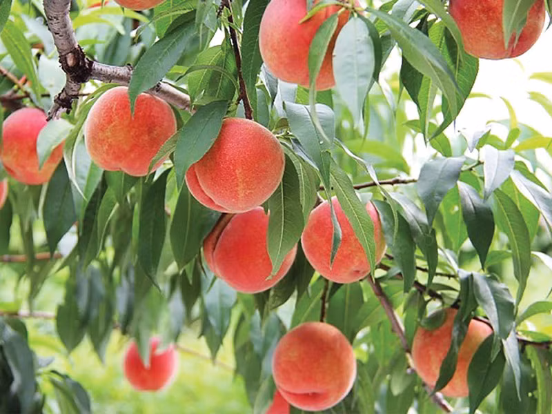  Quả đào biểu thị cho đông con nhiều cháu, gia đình may mắn. Khi mừng thọ, người ta hay tặng quả đào hay làm bánh quả đào với lời chúc phúc trường thọ, con cháu sung túc.Cây đào cũng biểu trưng cho những thành tựu thành công, thịnh vượng. 