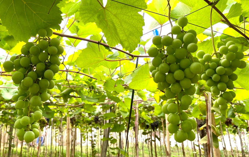 Cây nho được xem là loại cây cát tường vì cành lá tươi tốt, xòe rộng. Người xưa thường dùng nho để cầu mong con cháu trường thọ, gia đình thịnh vượng, mùa màng bội thu.