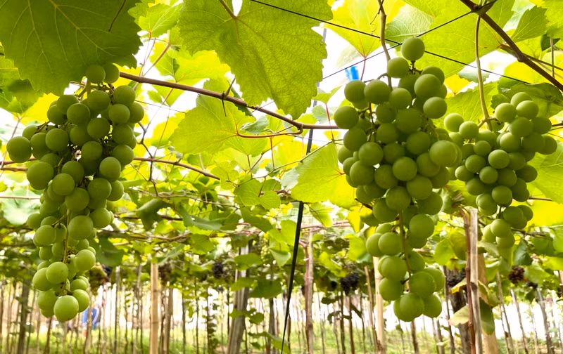 Cây nho được xem là loại cây cát tường vì cành lá tươi tốt, xòe rộng. Người xưa thường dùng nho để cầu mong con cháu trường thọ, gia đình thịnh vượng, mùa màng bội thu.