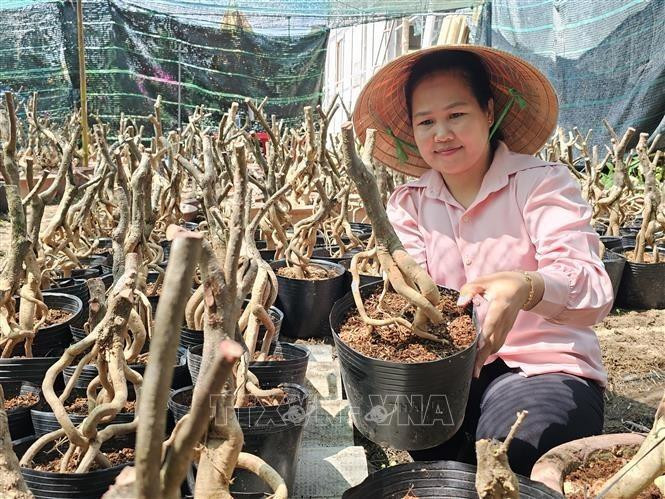 Trồng cây cảnh đang hot, người dân Bến Tre thu hàng trăm triệu đồng - Hình 3 Trong cay canh dang hot, nguoi dan Ben Tre thu hang tram trieu dong-Hinh-3