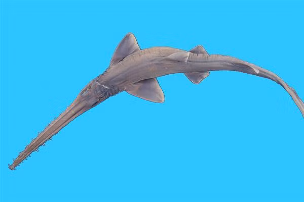 Tuy nhiên, các xét nghiệm đã xác định được nồng độ tảo tảo từ chi Gambierdiscus tăng cao, theo Bonefish &amp; Tarpon Trust. Một số loài tảo nở hoa là vô hại, nhưng một số loài tảo, bao gồm cả loài Gambierdiscus, tạo ra chất độc thần kinh có thể gây hại cho con người và động vật trong khu vực.