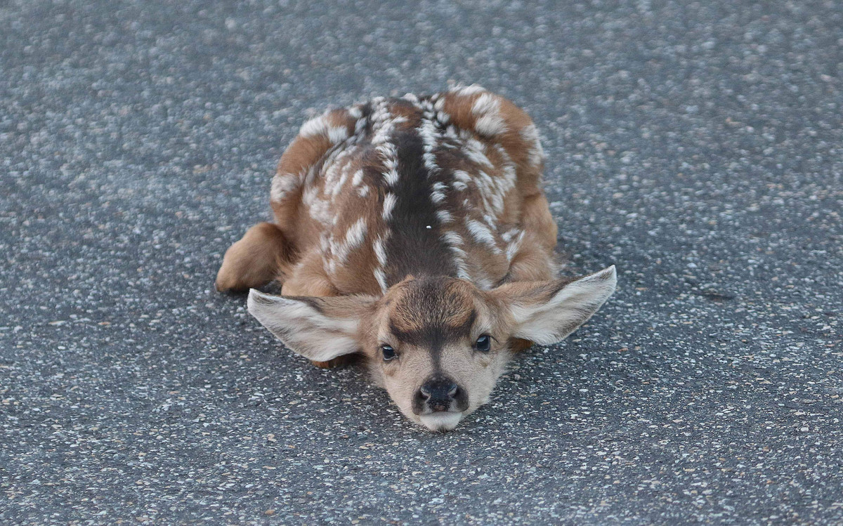  Khi con nai khỏe hơn, nó sẽ đi theo con nai mẹ khi nó đi tìm thức ăn. Điều thú vị là đôi khi chúng làm điều này ở những khu vực có nền văn minh nhân loại và vẫn nghĩ rằng mình đang ở một nơi ẩn náu tốt.