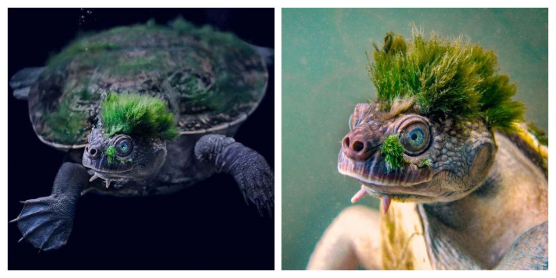  1. Một số loài rùa nước thở bằng hậu môn: Ở dưới nước, một số loài rùa có thể thở qua da vòm miệng mềm, điều này khiến chúng không thể nổi lên mặt nước để thở trong thời gian ngủ đông. 