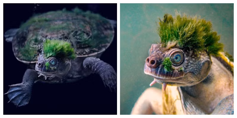  1. Một số loài rùa nước thở bằng hậu môn: Ở dưới nước, một số loài rùa có thể thở qua da vòm miệng mềm, điều này khiến chúng không thể nổi lên mặt nước để thở trong thời gian ngủ đông. 