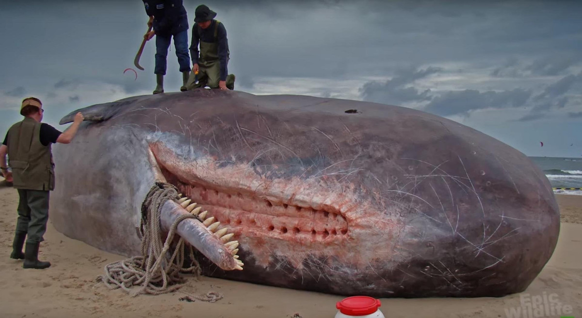 br/> 7. Ở cá nhà táng , răng chỉ mọc ở hàm dưới: Ở cá nhà táng, răng chỉ mọc ở hàm dưới. Hàm dưới của cá nhà táng rất hẹp và thường rũ xuống. Cá nhà táng có 18 đến 26 chiếc răng ở mỗi bên hàm dưới, chúng cắm vào các hốc ở hàm trên. Răng có hình nón và nặng khoảng 1 kg mỗi chiếc.