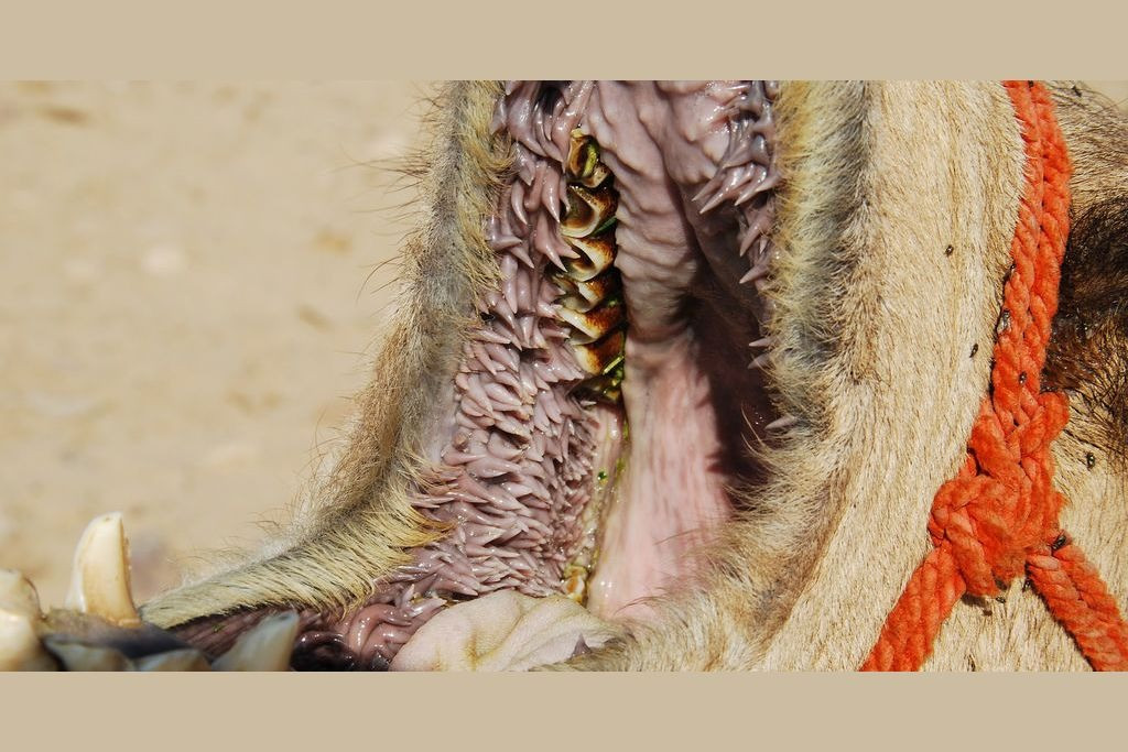  5. Những chiếc gai dày trong miệng lạc đà cho phép chúng nhai cả cây xương rồng: Lạc đà thường được gọi là "con tàu của sa mạc" và có lịch sử thuần hóa hơn 3.000 năm, chúng có thể mang 180 kg hàng hóa trên lưng và di chuyển hàng chục km mỗi ngày. Cơ thể của chúng được thiết kế để thích nghi với điều kiện khắc nghiệt của sa mạc, bao gồm cả một cái miệng có thể nhai xương rồng. 