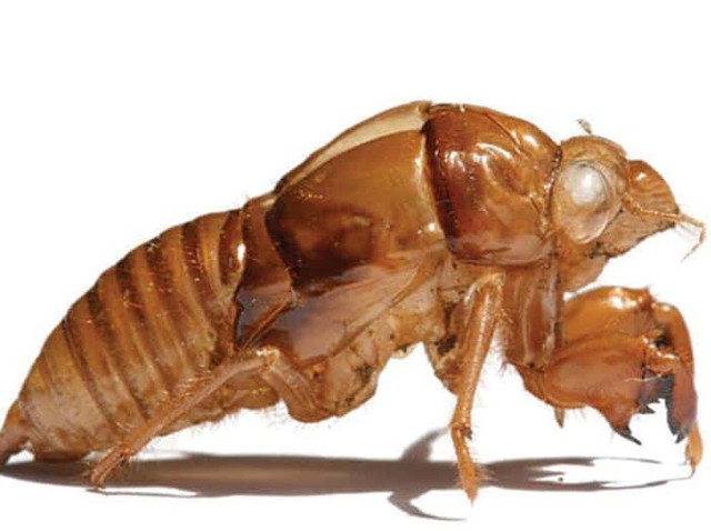 Xac ve sau co gi dac biet ma lai duoc thu mua gia cao?-Hinh-2