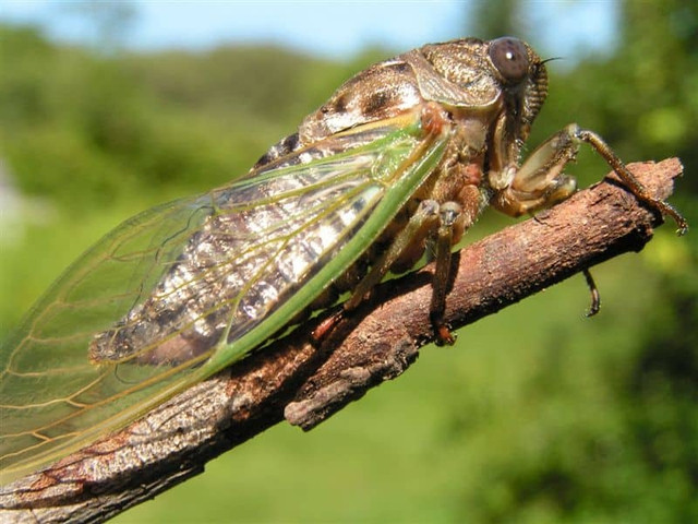 Xac ve sau co gi dac biet ma lai duoc thu mua gia cao?