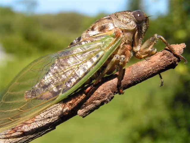 Xac ve sau co gi dac biet ma lai duoc thu mua gia cao?