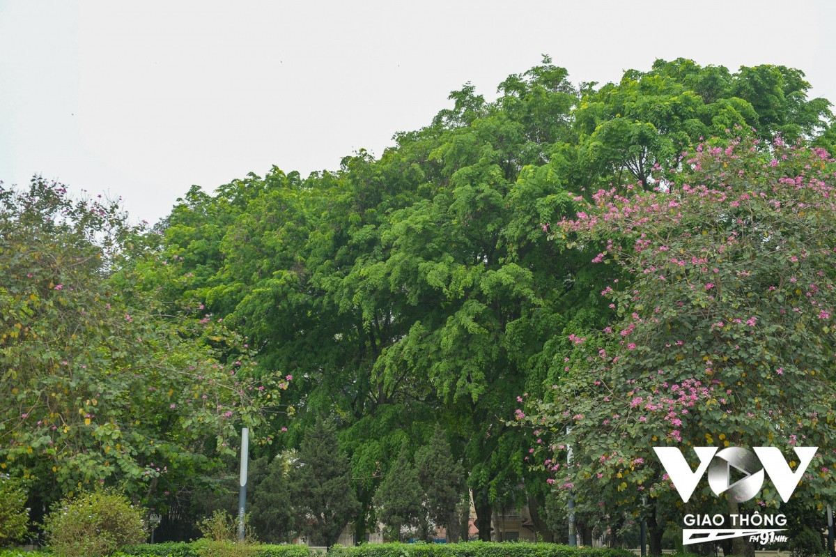 Màu xanh của lá mới, điểm xuyết với màu hồng của hoa khiến cho người nhìn không thể rời mắt.