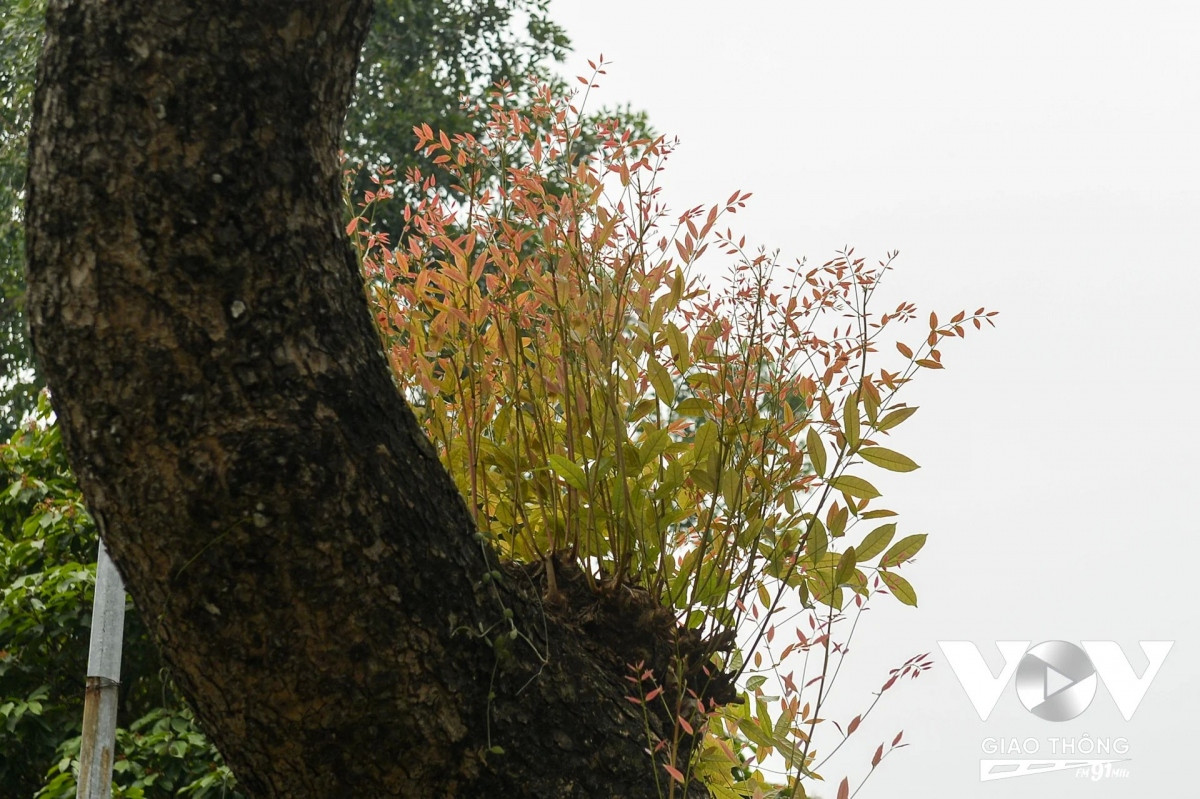 Sau khi lá vàng chút hết, là lúc cho những mầm non mơn mởn phát triển. Hà Nội tháng tư thật êm đềm, nhẹ nhàng và tràn ngập sự trong trẻo. Những con phố ngập màu sắc với màu xanh của cây cỏ đâm chồi, màu vàng của lá rụng và không thể thiếu màu trắng của hoa loa kèn. Dạo bước qua các con đường, tuyến phố của Hà Nội vào thời điểm này khiến cho ta thêm yêu Hà Nội hơn...