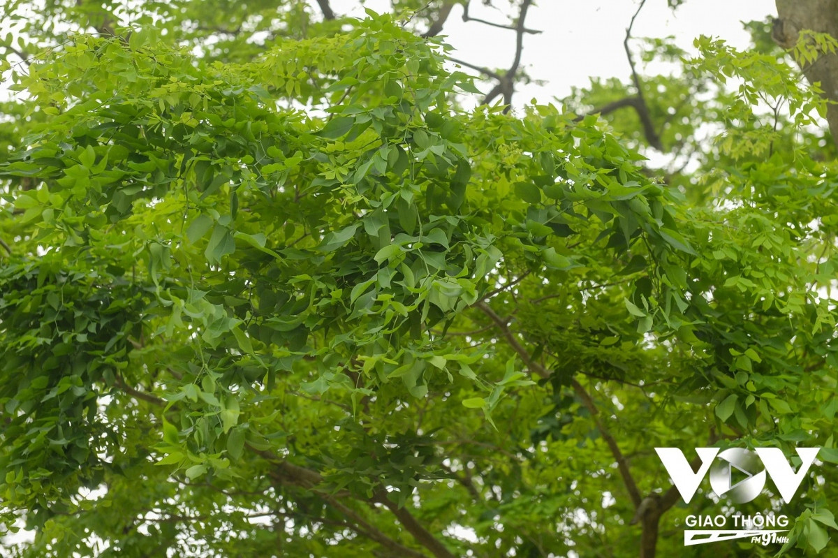 Lá cây xanh mướt, tạo thành một không gian xanh.