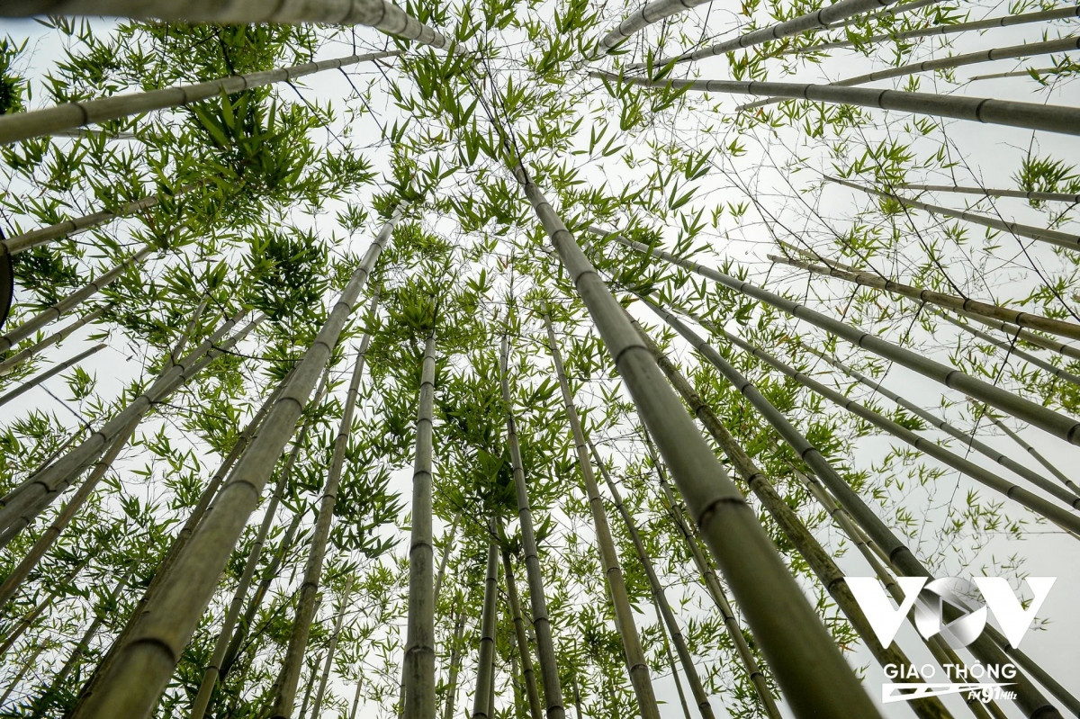 Được biết, vườn trúc rộng 1.000m2 với 7.500 cây trúc được trồng. Bên cạnh đó, trong vườn trúc có lối đi bộ, không gian tập thể dục, ghế đá cùng hệ thống đèn trang trí, tưới nước tự động.