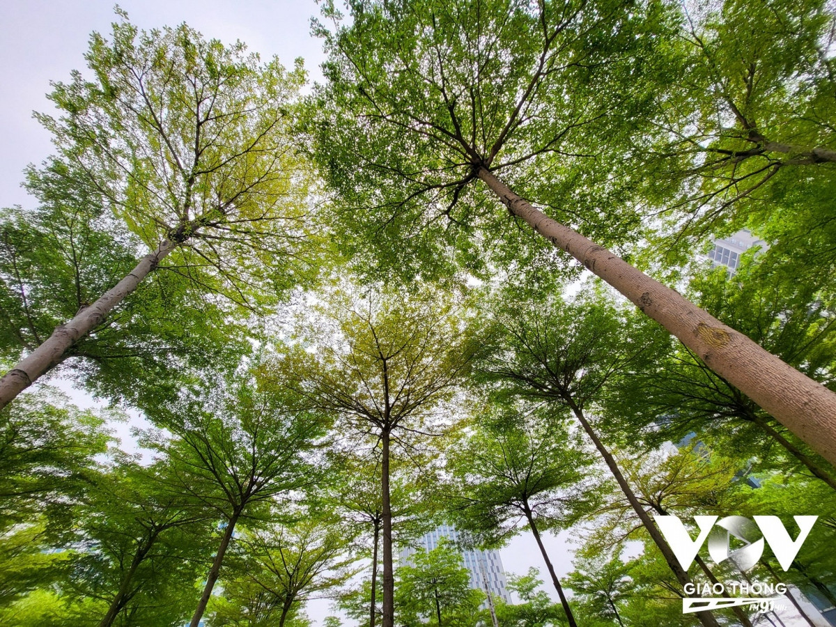 Vào đây cho một cảm giác như lạc vào một khu rừng nhỏ.