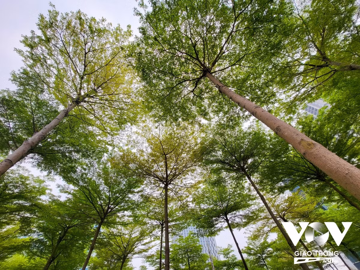 Vào đây cho một cảm giác như lạc vào một khu rừng nhỏ.