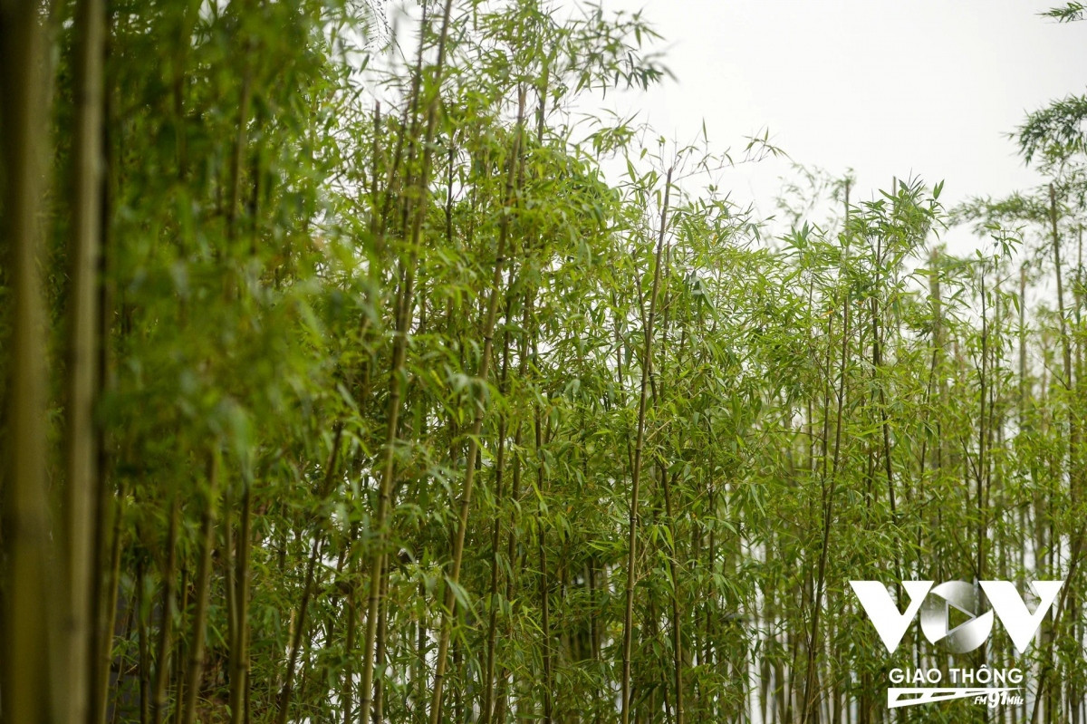 Việc trồng vườn trúc trong phố là một ý tưởng khá độc đáo.