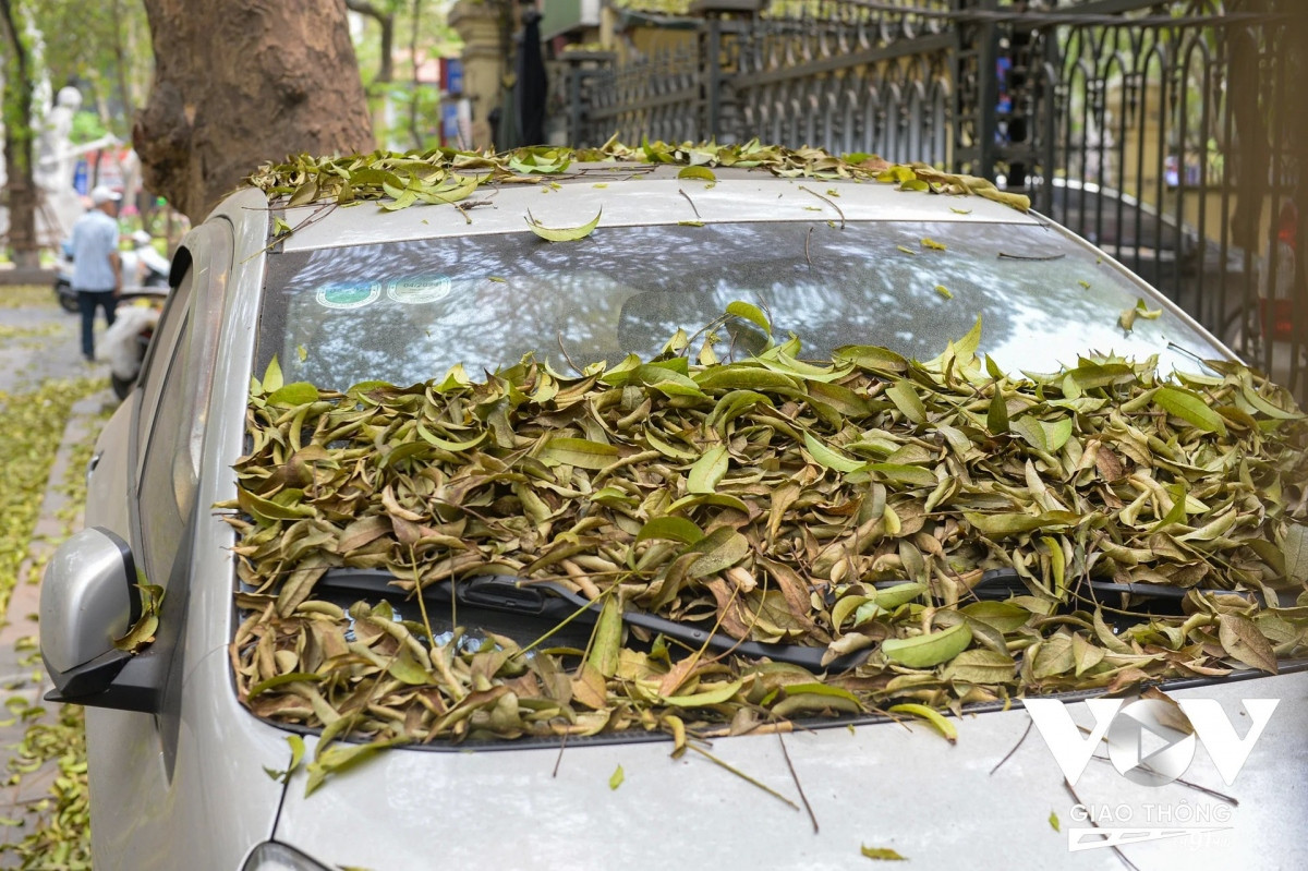 Cây sấu thay lá và nở hoa vào khoảng giữa tháng 4 đến đầu tháng 5 hằng năm. Cây chút lá vàng xuống nhường chỗ cho những lá non mơn mởn đón hạ.