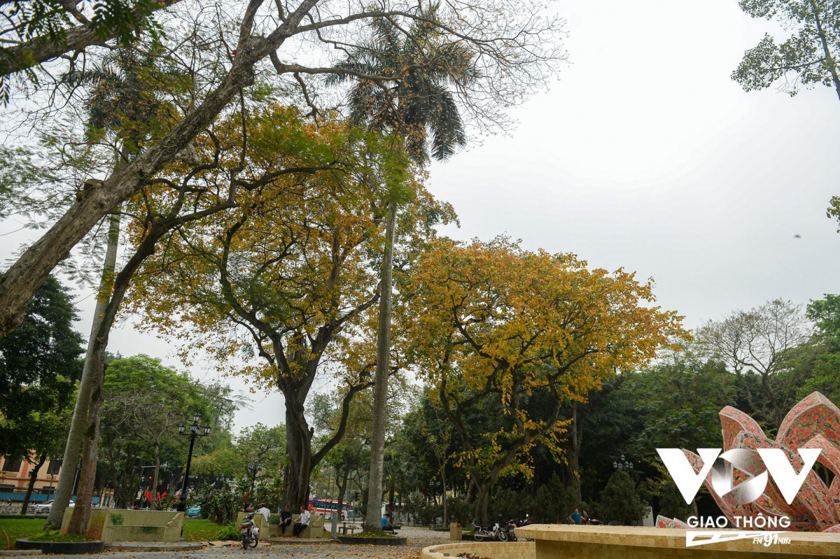 Không chỉ cây sấu, một số cây khác lá cũng chuyển vàng, trút lá xuống mặt đất.