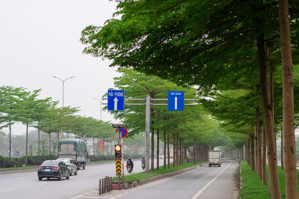 Khu vực nút giao cầu Thanh Trì - Quốc lộ 5, hàng cây bàng lá nhỏ "thay áo mới" khoác lên màu xanh mướt.