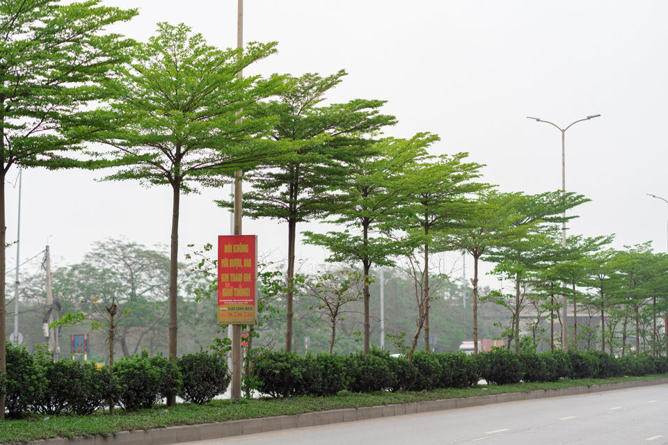 Mật độ dày, mỗi cây chỉ cách nhau 3 - 4m, các tán lá đan vào nhau, kết hợp với thảm cỏ bên dưới khiến không gian trở nên xanh mát.