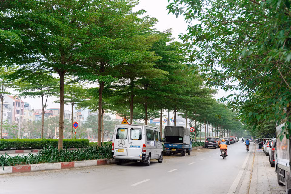 Hàng cây bàng thẳng tắp trên đường Bưởi.