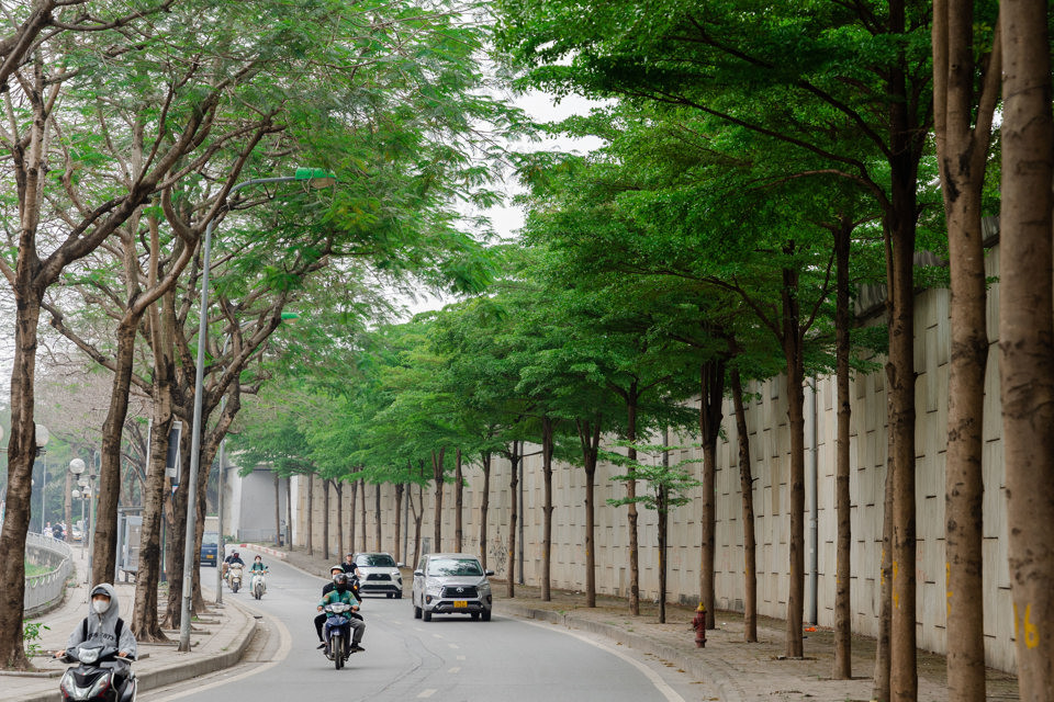 \ Hiện nay, cây bàng lá nhỏ đang được trồng nhiều tại tuyến đường Vành đai 2 với 2 hàng cây xanh mướt.
