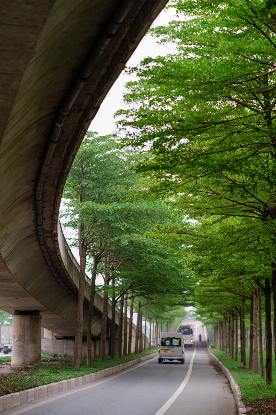 Hàng cây bàng lá nhỏ trồng tại một đoạn đường dẫn lên nút giao Quốc lộ 5 và Quốc lộ 1A. Đây là nút giao quan trọng ở cửa ngõ phía Đông TP Hà Nội.