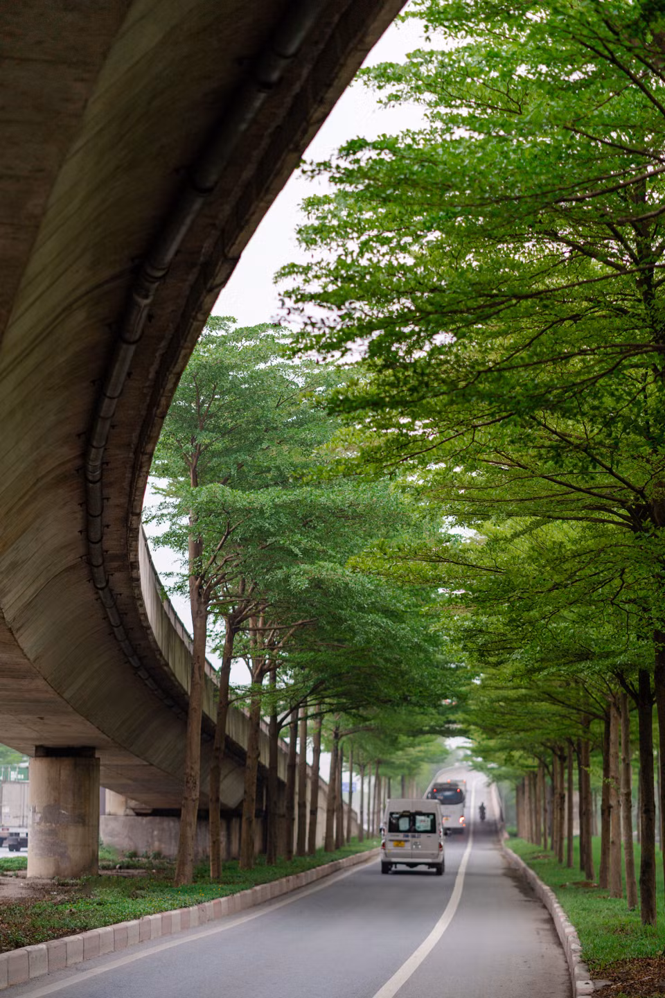 Hàng cây bàng lá nhỏ trồng tại một đoạn đường dẫn lên nút giao Quốc lộ 5 và Quốc lộ 1A. Đây là nút giao quan trọng ở cửa ngõ phía Đông TP Hà Nội.
