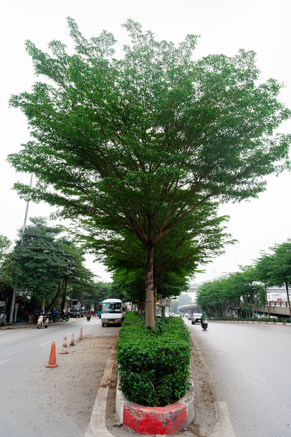 Con đường trở nên xanh mướt nhờ loài cây đô thị này.