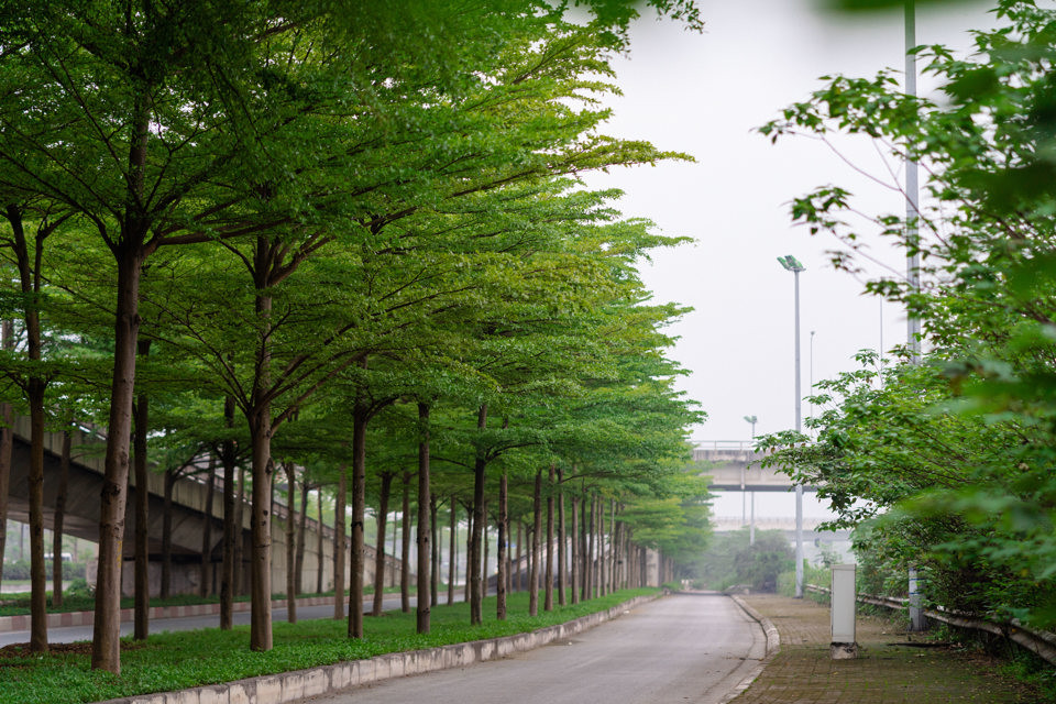 Cây có tán lá đẹp, nhỏ gọn, các cành ngắn, mọc theo hướng chếch lên tạo vòm tán vừa phải, không tốn nhiều diện tích, phù hợp trong điều kiện không gian ngày càng bị thu hẹp. Bàng lá nhỏ có quả nhỏ, lá nhỏ nên khi rụng ít gây ô nhiễm hơn cây bàng ta.