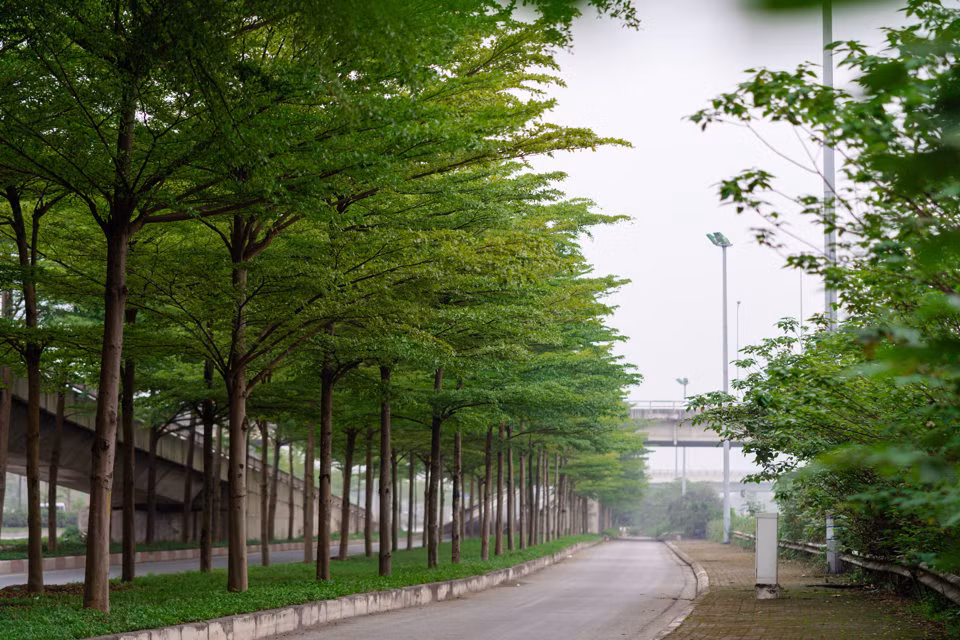 Cây có tán lá đẹp, nhỏ gọn, các cành ngắn, mọc theo hướng chếch lên tạo vòm tán vừa phải, không tốn nhiều diện tích, phù hợp trong điều kiện không gian ngày càng bị thu hẹp. Bàng lá nhỏ có quả nhỏ, lá nhỏ nên khi rụng ít gây ô nhiễm hơn cây bàng ta.